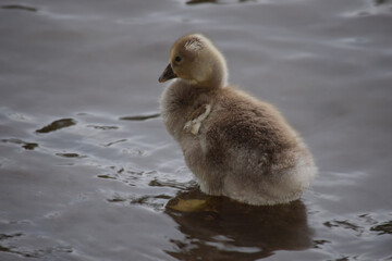 Greylag Gosling 04
