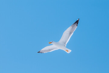 Obraz premium Heuglini's Gull (Larus heuglini) in Barents Sea coastal area, Russia