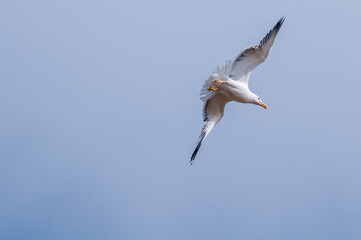 Heuglini's Gull (Larus heuglini) in Barents Sea coastal area, Russia