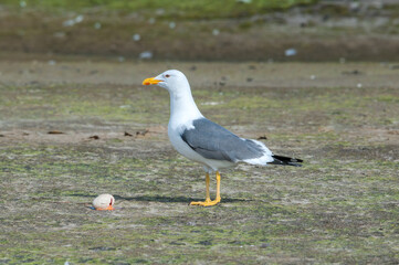 Heuglini's Gull (Larus heuglini) in Barents Sea coastal area, Russia