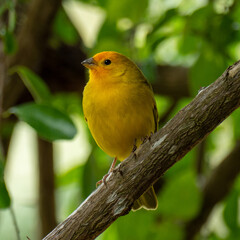 Atlantic Canary, a small Brazilian wild bird.The yellow canary Crithagra flaviventris is a small passerine bird in the finch family. 
