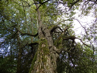 Fototapeta premium old tree