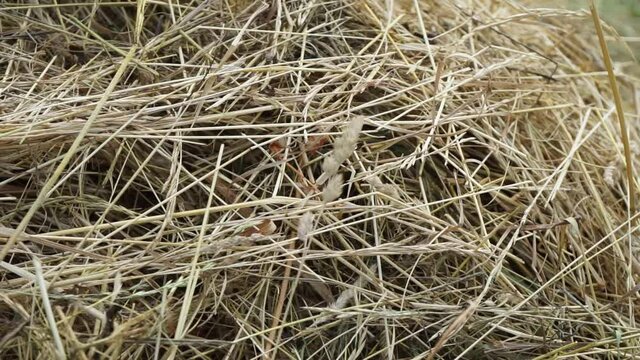a pile of fresh hay on the field close up, moving camera