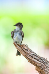 Eastern Phoebe