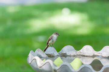 Eastern Wood Pewee