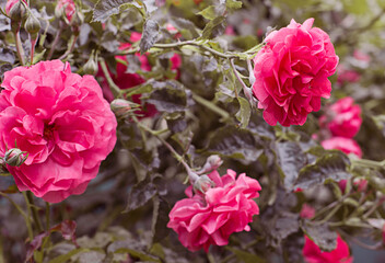 beautiful pink roses in the garden