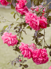 beautiful pink roses in the garden