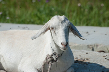 Fototapeta premium Domestic hornless goat (lat. Capra aegagrus hircus) in the summer in the pasture