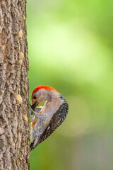 Red-Bekkied Woodpecker