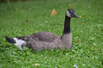 Juvenile Canada Goose 02