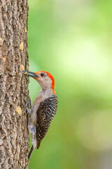 Red-Bekkied Woodpecker