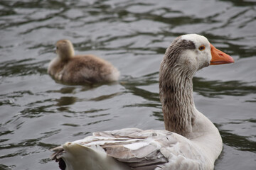 Greylag Goose with Gosling 03