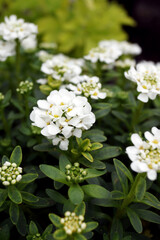 Vertical closeup of the white flowers of 'Alexander's White' perennial candytuft (Iberis sempervirens 'Alexander's White')