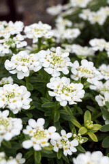 Obraz na płótnie Canvas Vertical closeup of the white flowers of 'Alexander's White' perennial candytuft (Iberis sempervirens 'Alexander's White')