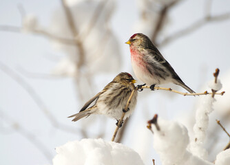 Male and female common redpoll perched on a branch in winter.