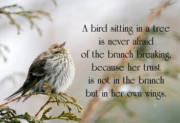 Inspirational quote on life with a pine siskin bird perched on a branch in winter, looking up.