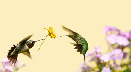 Love concept with a male hummingbird offering the female a flower.