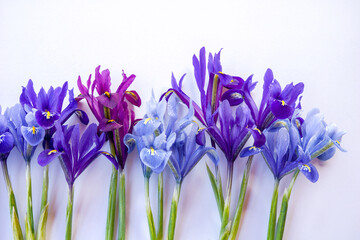 Horizontal image of purple and blue reticulated iris (Iris reticulata)  flowers against a white background, with copy space