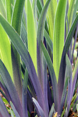 Vertical image of the spring foliage (leaves) of 'Gerald Darby' iris (Iris x robusta 'Gerald Darby)