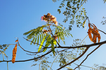 Autumn. Branch of Albizia julibrissin tree ( Persian silk tree or pink silk tree) -   foliage, flowers and immature fruit against blue sky
