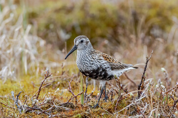 Dunlin (Calidris alpina) in Barents Sea coastal area, Russia