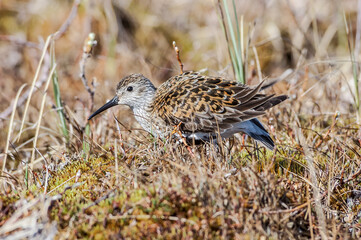 Dunlin (Calidris alpina) in Barents Sea coastal area, Russia