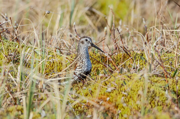 Dunlin (Calidris alpina) in Barents Sea coastal area, Russia