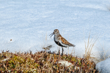 Dunlin (Calidris alpina) in Barents Sea coastal area, Russia