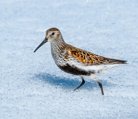 Dunlin (Calidris alpina) in Barents Sea coastal area, Russia
