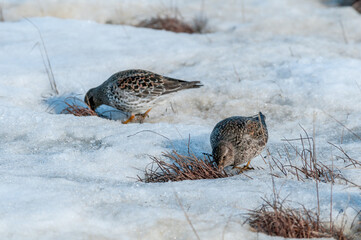 Purple Sandpiper (Calidris maritima) in Barents Sea coastal area, Russia