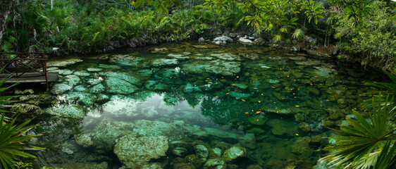 Naklejka na ściany i meble Beautiful view of an emerald color water cenote in the jungle. The natural pond with a rocky bed is surrounded by a dense tropical vegetation reflected in the water.