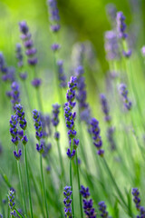 Fototapeta premium Lavandula angustifolia bunch of flowers in bloom, purple scented flowering plant