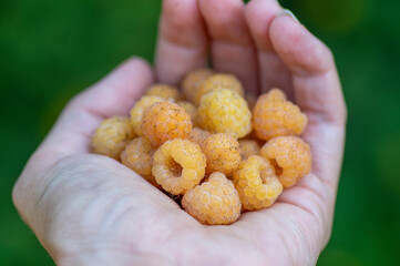 Rubus idaeus Golden Queen yellow raspberries on the hand palm, group of tasty ripened fruits