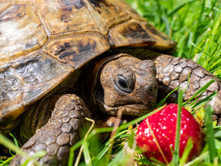 Obraz premium Griechische Landschildkröte im Garten