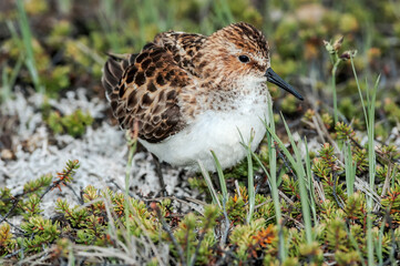 Little Stint (Calidris minuta) in Barents Sea coastal area, Russia