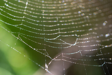 Naklejka premium Spider web with small drops of water