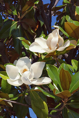 Branches of southern magnolia ( Magnolia grandiflora ) tree with leaves and flowers  on sunny day - obrazy, fototapety, plakaty