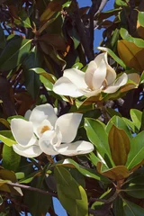 Rolgordijnen Takken van de zuidelijke magnolia (Magnolia grandiflora) boom met bladeren en bloemen op zonnige dag © Olga Iljinich