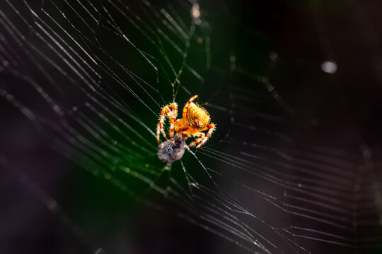 Spider on its web hunting insects