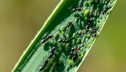 Green leaf full of ants and aphids at different stages of maturation