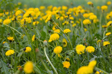 Field of dandelions