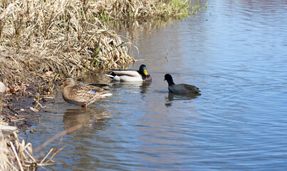 Wild duck with ducklings swimming