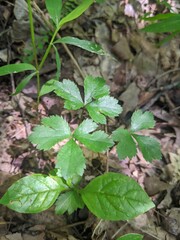 leaves in the forest