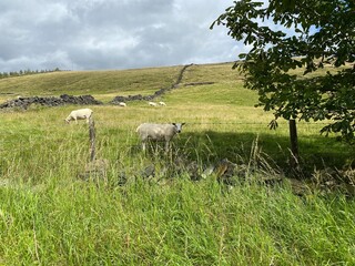 Sheep grazing in a meadow, with long grass, and  a dry stone wall near, Delph, Oldham, UK