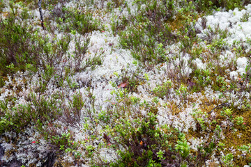White moss in the forest, focus on the ground. Karelia