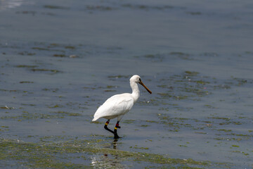 Spoonbill wading in the water looking for a meal