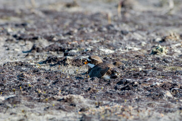 Ringed Plover (Charadrius hiaticula) in Barents Sea coastal area, Russia