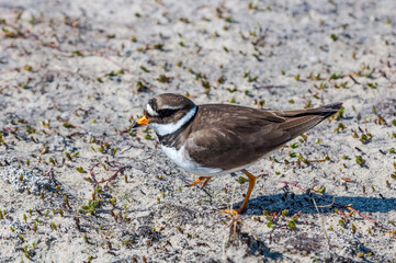 Ringed Plover (Charadrius hiaticula) in Barents Sea coastal area, Russia