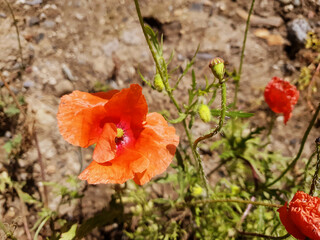 Wild poppy flowers (Papaveraceae) on sunny day. Red poppies. Close up view. Selective focus. Blurry background.