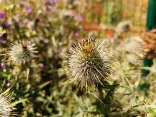 Close up view of the bud of thistle (Cirsium vulgare) plant in the field. View from above with blurry background. Sunny day.